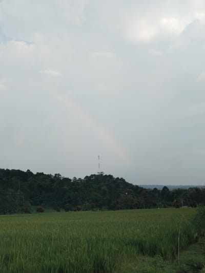 An outdoor, eye-level shot captures a serene rural landscape in Bangsri, Indonesia, under an overcast sky. The foreground is dominated by a vibrant, lush green field, likely a rice paddy, with individual stalks clearly visible, suggesting active growth.
In the mid-ground, a dense line of dark green trees forms a forested hillside or a distant hill, creating a natural horizon line. Perched on top of this forested elevation, slightly to the right of the center, stands a tall, slender communication tower, contrasting with the natural scenery. A few smaller trees with reddish foliage are visible at the edge of the field, leading into the main forest.
The upper half of the image is filled with a soft, light gray, cloudy sky. A faint, ethereal rainbow arcs across the sky, extending from the upper left towards the middle right, with its base seemingly touching the area above the forested hill. Beyond the immediate forest, a faint, hazy strip of land or distant mountains is visible on the far horizon.
The overall atmosphere is calm and natural, likely during daytime but under cloudy conditions, with the rainbow suggesting recent rain or specific atmospheric conditions. No people or specific activities are visible in the frame, emphasizing the natural beauty of the agricultural and forested landscape. There is no visible text in the image.