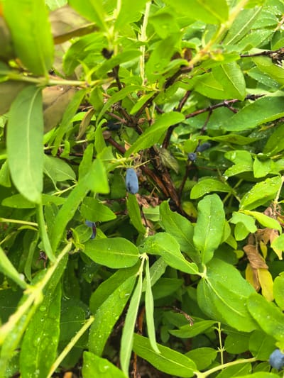 A close-up shot captures a lush green bush laden with dark blue berries after a rainfall. Water droplets glisten on the leaves, reflecting the light. The berries, elongated and plump, are scattered amongst the foliage. The image appears to be taken outdoors in a natural setting, possibly a garden or park. No people are visible in the frame. The focus is on the details of the plant and its fruit, highlighting the textures and colors of nature.