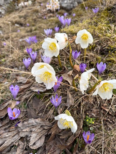 The image shows a ground-level view of wildflowers in Luče, Slovenia. The flowers consist of white Anemone narcissiflora (narcissus anemone) and purple Crocus vernus (spring crocus) blossoms. The flowers are scattered amidst dry grass, moss, and withered leaves. The general impression is of early spring in a mountainous area. There are no people visible in the shot.
