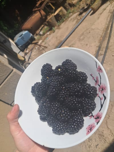 A hand holds a white bowl filled with ripe blackberries. The bowl has a decorative pattern of pink cherry blossoms and dark branches on its exterior. The blackberries are a deep, glossy black. The background is outdoors and appears to be a paved area with dirt and scattered debris. In the blurred background, there are pieces of lumber, metal machinery, and a blue plastic item. The lighting suggests it is daytime. The image is taken from a slightly elevated perspective, looking down into the bowl.