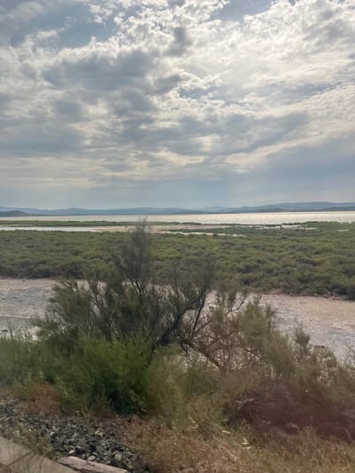 This media file is a landscape photograph taken in Narbonne, France. The image depicts a body of water, likely a lake or sea, bordered by dense green vegetation on one side and a dry, rocky embankment on the other. In the distance, faint mountain ranges are visible. The sky is filled with dramatic, streaky clouds, suggesting a dynamic weather system. The sunlight glints off the water's surface, indicating it is likely daytime, possibly late afternoon or early evening given the quality of light. The overall mood is serene and natural, with no people or man-made objects prominently featured. The foreground is dominated by a windswept tree and thick brush, adding texture and depth to the scene. The image is oriented vertically.