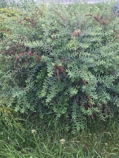 The image shows a dense green bush with some reddish-brown dried branches, set against a backdrop of tall green grass. There are no people or specific landmarks visible to indicate a location within the city of Васильково, Russia. The scene is natural and outdoors, likely a park or a wild area. The focus is on the vegetation.