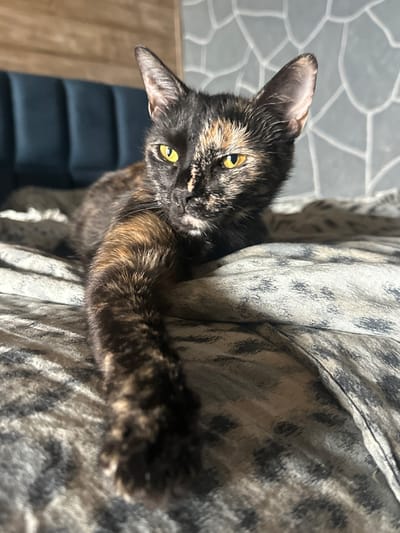 A close-up, rotated shot shows a tortoiseshell cat resting on a textured fabric with a subtle pattern. The cat's head is tilted, and its yellow eyes are open, looking towards the camera. Its fur displays a mix of black, brown, and cream colors. One of its paws is extended forward, resting on the fabric.

The background is out of focus. To the left, a patterned wall is visible, possibly a decorative tile or wallpaper with a mosaic-like design. Below that, a dark upholstered chair is partially visible. The lighting suggests it is daytime, with sunlight casting shadows and highlights on the cat and the fabric, creating a warm and cozy atmosphere. The fabric appears to be a sofa or a blanket, draped in a way that creates folds and depth. The overall impression is one of a relaxed domestic scene, likely indoors in a home setting. No visible text is present in the image.