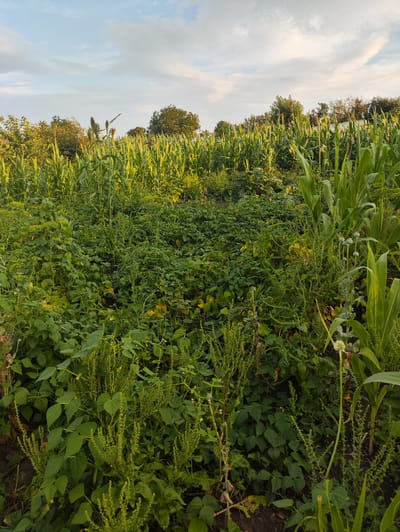 The image shows a rural scene in Risipeni, Moldova, featuring a field of crops under a partly cloudy sky. The foreground is dominated by dense green vegetation, including what appears to be bean plants and other low-lying leafy crops, with some yellowing leaves suggesting a stage of growth or potential withering. Several tall, thin stalks with spiky seed heads are interspersed among the lower plants. To the right and extending into the background is a field of mature corn, with large green leaves and stalks reaching upwards. The corn stalks are illuminated by soft, natural light, indicating either early morning or late afternoon. In the background, beyond the corn, there are trees and a hint of a white structure, possibly a building, and a telephone pole. The overall impression is one of an agricultural landscape during the growing season. There are no people or animals visible in the image.