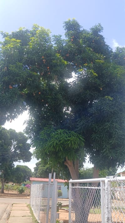 Captured at an angle, the image shows a large tree, heavy with round, orange fruit amidst its dense green foliage, possibly mangoes. It stands in a yard near a white, wire-mesh fence that runs parallel to a paved sidewalk. Behind the fence, there is a glimpse of a house with a red roof and pale blue walls. In the background, more trees can be seen under a bright, slightly overcast sky. This image is taken in El Samán, Venezuela. There are no people or obvious actions visible in this scene.