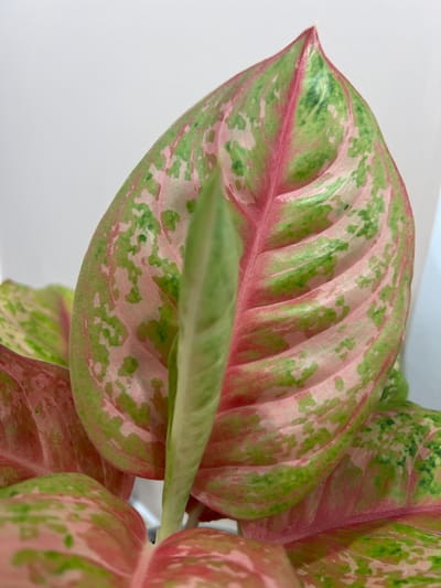 A close-up shows a vibrant Aglaonema plant, specifically focusing on its large, variegated leaves. The leaves exhibit a unique pattern, blending shades of pink and green in a speckled, mottled fashion. The leaf structure reveals prominent veins, suggesting the leaf's health and maturity. The background appears to be a solid white, likely a wall or a backdrop, which isolates the plant and enhances its visual impact. The plant is positioned in a way that maximizes the visibility of its leaves, allowing the viewer to appreciate the intricate details of its coloration and texture. No people, actions, or interactions are apparent in the scene. No evidence suggests the presence of the city of Nam Natural Heritage Area Trang, Vietnam.
