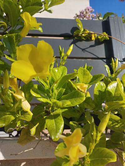 The image depicts a close-up view of bright yellow flowers and vibrant green leaves of a flowering plant, likely a Mandevilla or Allamanda species, under a clear blue sky. The plant appears to be growing against a dark grey, slatted fence. In the background, blurred clusters of small, light purple flowers are visible, suggesting other vegetation in the vicinity. The lighting indicates a sunny day, casting shadows on the fence. The scene is likely outdoors in a garden or yard. While the specific location in Pardes Hana-Karkur, Israel is not visually discernible from the image itself, the prompt specifies this context. There are no people or animals present in the frame. The composition focuses on the intricate details of the flora and the textures of the plant against the man-made structure.