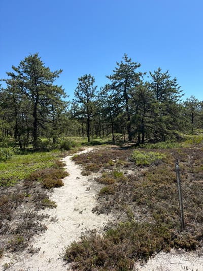 This media file depicts a natural outdoor scene, likely a trail or pathway through a wooded area. The dominant subjects are evergreen trees with dense foliage and a sandy path winding through them. The path is bordered by low-lying vegetation, including shrubs and grasses, with some dry, brown elements interspersed with vibrant green. A wooden post with a small, white marker is visible on the right side of the path, near the top of the image, possibly indicating a trail marker or information sign.
The scene suggests a clear, sunny day with a bright blue sky. The lighting indicates it's likely daytime, possibly late morning or afternoon, given the distinct shadows cast by the trees and vegetation. The environment appears to be arid or semi-arid, with the sandy soil and the type of vegetation present.
There is no explicit activity or event taking place; the image captures a static landscape. The setting appears to be a recreational area, park, or natural preserve, given the presence of a marked trail. The overall mood is peaceful and serene, inviting exploration.
Visible text is limited to the small marker on the wooden post. While the details on the marker are not clearly legible, its presence suggests a managed area for visitors. The location context provided is the Town of Southampton, USA, which could hint at a coastal or sandy environment, consistent with the visual elements in the image.