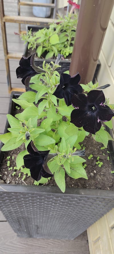 The image shows a close-up of a black petunia plant in a planter, with several dark purple to black flowers in bloom. The plant has bright green leaves and is growing in dark soil. There are small green sprouts visible in the soil around the base of the plant. In the background, a brown downspout is visible against a light-colored wall, and a metal railing with a blurred background of a grey bucket can be seen to the left. The scene appears to be outdoors, possibly on a deck or patio, given the wooden planks visible at the bottom of the frame. The lighting suggests it is daytime, with no indication of specific weather conditions. There is no visible text in the image. The focus is entirely on the flowers and foliage of the petunia plant, highlighting the unique dark coloration of the blooms.