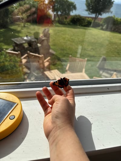 A human hand, positioned on a white window sill, holds a Small Tortoiseshell butterfly (Aglais urticae) on its fingertips. The butterfly’s wings are open, displaying orange, black, and cream markings. Strong natural light illuminates the scene from the left, casting prominent shadows of the hand and butterfly onto the window sill. To the lower left, a partial yellow object with a metallic square panel and a dark circular button is visible on the sill. Through the clear window pane, a well-maintained green lawn is visible. Several pieces of wooden garden furniture, including a picnic table and chairs, are arranged on the lawn, alongside a stone garden ornament. Beyond the garden, a line of trees and shrubs precedes a large body of water, consistent with a coastal view. This scene is located in Crail, United Kingdom.