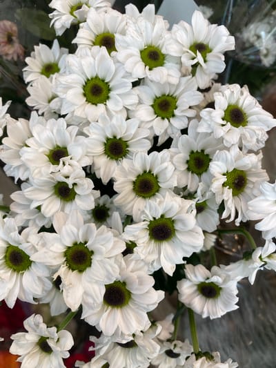A close-up, overhead shot displays a bouquet of white chrysanthemums. The flowers have bright green centers and delicate white petals. The background is blurred, but hints of dark foliage and possibly other flowers can be seen. The lighting is soft and natural, highlighting the texture and detail of the petals. There are no people or identifiable landmarks in the image, and therefore no specific location in Herning, Denmark can be determined.