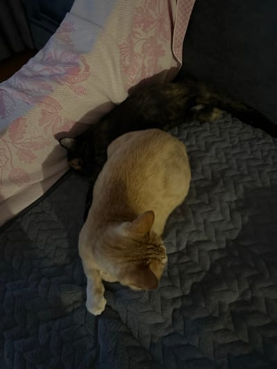 The image shows two cats on a textured, dark gray blanket. One cat is light-colored, possibly cream or light orange, with visible stripes on its back and a portion of its head and tail. The other cat is mostly obscured but appears to be dark-colored with some lighter patches, likely tortoiseshell. The cats are positioned close together, with the lighter cat resting on top of the darker cat's back. The lighter cat's paws are extended, one front paw resting on the blanket. The scene is indoors, as indicated by the soft lighting and the presence of blankets. The overall mood appears to be relaxed and peaceful, with the cats likely resting or sleeping. There is no visible text in the image.