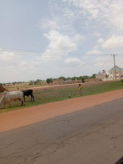 The image depicts a scene in Wuro Dole, Nigeria, featuring a dirt road in the foreground with a paved road on the far side. Two cattle, one white and one black, are grazing on a grassy area beside the dirt road. In the middle ground, a young person wearing a yellow shirt and grey pants stands looking towards the right. Behind the person, there are several brick structures under construction and some completed buildings, including a two-story house with a light-colored facade and a dark roof, and a smaller building with a water tank. Power lines stretch across the sky, and a utility pole is visible to the right of the two-story house. The environment is arid with sparse vegetation and trees scattered throughout the landscape. The sky is partly cloudy.