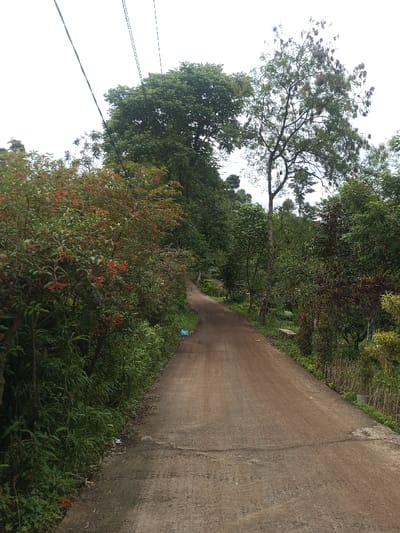The image depicts a narrow, winding dirt and concrete road in Hasanparthy mandal, India, under an overcast sky. The road, which appears to be a single lane, curves slightly uphill to the left as it recedes into the distance. It is bordered on both sides by dense, lush vegetation.

On the left side of the road, a thick growth of bushes and trees is present, with some bushes displaying clusters of small orange-red berries or flowers. A light blue plastic bag rests on the ground near the edge of the road among the foliage on the left side. Several dark electrical or communication lines traverse diagonally across the upper left portion of the frame against the light grey sky, originating from an unseen point on the left.

The right side of the road also features dense greenery, including a tall, slender tree with sparse foliage reaching upwards into the sky. Further along the right side, there appears to be a small, low-lying structure or bench made of light-colored material, partially obscured by plants. The overall environment is rural and heavily vegetated. No people, animals, or vehicles are visible in the scene.