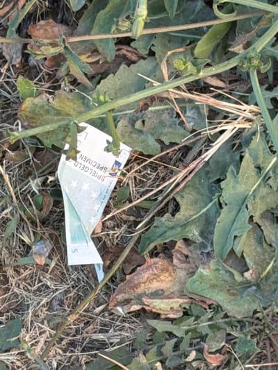 A tattered, five-euro banknote lies amongst dry grass and green foliage. The banknote is folded, with part of its surface showing a German inscription that reads "SPIELGELD SPECIMEN." A small portion of a green leaf and what appears to be a small branch are also visible on the banknote. The surrounding environment consists of dry, brown grass, some green leaves, and a few brown, dried leaves. The scene appears to be outdoors, possibly in a park or natural area. There are no people or animals present. The overall impression is that of a discarded banknote in an outdoor setting. The image was taken in Burtaiši, Montenegro.