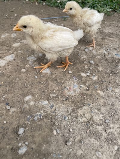 Two pale yellow chicks are standing on a dirt ground scattered with small stones. The chick in the foreground is facing left, with its head slightly turned towards the camera. The chick in the background is positioned to the right and slightly behind the foreground chick, facing left. The ground is a mix of dirt and small pebbles. In the upper portion of the image, some green foliage is visible. The image appears to have been taken outdoors, possibly in a rural or semi-rural setting in Kara-Oi, Kyrgyzstan.