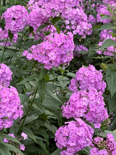 The image displays a cluster of vibrant pink phlox flowers with lush green foliage in the background. The flowers are densely packed, forming large, rounded blooms. The scene appears to be an outdoor garden, possibly in Zarechny, Russia, given the mention of the city. There are no people or discernible actions taking place, only the natural beauty of the flowers and plants. The lighting suggests it might be daytime, with soft light illuminating the blossoms. The overall impression is one of natural abundance and floral beauty.