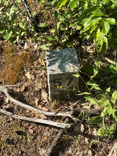The image shows a concrete marker, likely a boundary stone, situated in a natural, overgrown setting. The marker is rectangular and appears weathered, with visible moss or lichen growth on its surface. One face of the marker has faded markings, possibly numbers or letters. It is surrounded by dry leaves, pine needles, twigs, and patches of green moss. Several green plants with broad leaves grow around and behind the marker, some reaching sunlight directly, while others are shaded. Two small yellow flowers are visible on a plant stem near the marker, one in focus and another slightly blurred. In the foreground, several fallen, dried branches lie on the ground. The lighting suggests a sunny day, with strong shadows cast by the surrounding foliage onto the marker and ground. The overall scene depicts a discreet, possibly historical marker in a wild, unkempt outdoor environment, consistent with a rural or parkland setting within Żurawiniec, Poland.