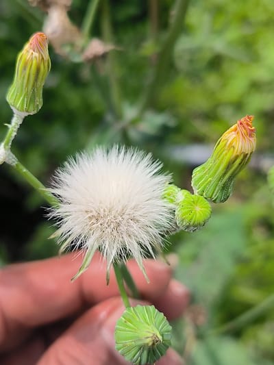 A macro photograph captures a close-up view of a dandelion-like seed head, predominantly white and fluffy, with delicate strands extending outwards. It is surrounded by several unopened green flower buds, some with hints of pink and yellow at their tips. The background consists of a soft blur of green foliage, suggesting an outdoor, natural setting. A human hand, with skin tone appearing light to medium, is partially visible in the lower left of the frame, its fingers gently supporting the plant. The image is well-lit, highlighting the intricate details of the plant. No specific location in Panteraya, Indonesia, is discernible from the visual information provided.
