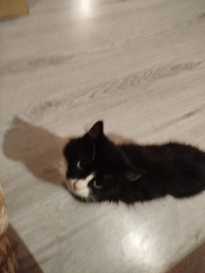 A black and white cat is lying on a light-colored wooden floor. The cat is positioned in the center of the frame, facing towards the viewer. Its fur is predominantly black with a white chest and muzzle. The cat's eyes are open and appear to be green. A shadow of the cat is cast to its left on the floor. The background consists of the wooden floor, which has a visible grain pattern. There is a hint of a wooden object in the upper left corner of the image. The image quality is slightly blurred, with visible motion blur. This scene is not in the city of Yelizavetinskaya, Russia.