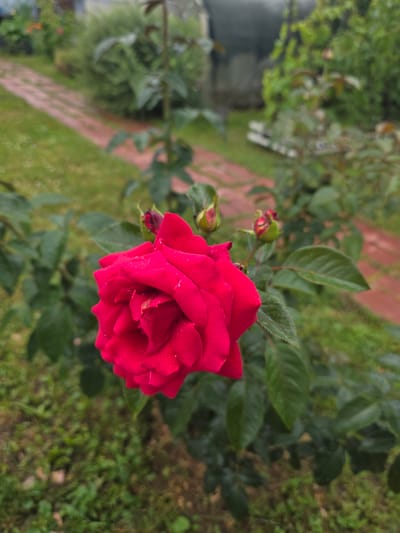A vibrant red rose, with visible water droplets on its petals, is in sharp focus in the foreground, occupying the center-left of the image. The rose is part of a bush with lush green leaves. Behind the rose, out of focus, is a red brick pathway winding through a green lawn. In the background, more greenery and the indistinct shapes of structures, possibly a greenhouse and a fence, are visible. The scene appears to be a garden in the city of Provodnik, Russia, likely a residential area given the presence of garden elements.