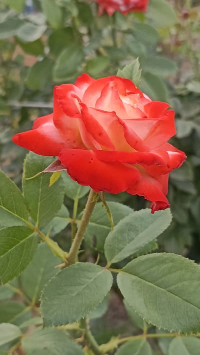 A close-up, vertical, eye-level shot features a bicolor rose in the foreground, with red outer petals fading to a creamy yellow in the center. The rose is attached to a green stem with visible thorns. Several green leaves with serrated edges are present around the stem. The background is softly blurred, showing more greenery and a hint of a light-colored fence. The overall scene suggests a garden setting within Magala, Moldova. There are no people or discernable actions in the image.