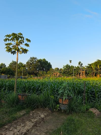The image depicts an agricultural scene in Thành phố Quảng Ngãi, Vietnam, under a clear, light blue sky. In the foreground, a narrow, unpaved dirt path with scattered green grass leads into the frame. To the left of the path, a single papaya tree stands tall, its slender trunk supporting a crown of green leaves and visible fruit. Adjacent to the papaya tree, two decorative, octagonal planters, appearing to be made of concrete or stone with reddish-brown and black patterns, are partially obscured by tall green grasses and other plants, one containing a leafy green plant. A thin wooden stake is visible near the rightmost planter.
The midground is dominated by a dense field of tall green crops, primarily consistent with young corn plants, extending horizontally across the frame. Beyond this crop field, a low, light-colored fence or retaining wall is discernible. In the distance, to the left, a solitary individual dressed in blue is faintly visible walking amidst the vegetation or along the fence line.
The background features a thick line of diverse trees, including broadleaf trees, slender palm-like trees, and what appear to be banana trees with their characteristic broad leaves and clusters. Utility poles with overhead lines are interspersed among the background trees. The lighting suggests late afternoon, with soft, directional sunlight illuminating the scene from the right. No specific actions or interactions are clearly discernible apart from the distant person.