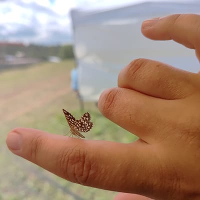 In Kudrino, Russia, a small butterfly with brown and white checkered wings rests on a person's index finger. The butterfly's wings are partially open, revealing its intricate patterns. The finger is a light tan color, with visible skin texture and creases. The background is blurred, showing a bright sky with clouds and a hint of green foliage and structures, suggesting an outdoor setting. A portion of another finger and thumb, also part of the same hand, are visible in the upper right of the frame, slightly out of focus.