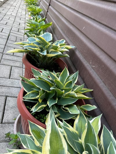 The image depicts a row of potted hosta plants with variegated green and yellow leaves. The plants are in terracotta-colored pots, arranged along a gray brick-paved surface, likely a patio or walkway. A brown, ribbed siding or fence runs along the top edge of the frame, providing a backdrop to the plants. The image location is Breznitsa, Bulgaria.