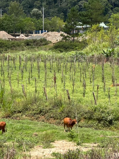 The image depicts a rural landscape in Klong Klanh, Vietnam, featuring a cultivated field with rows of wooden stakes supporting low-growing plants, likely for a crop such as beans or a vine. The field is overgrown with green vegetation. In the foreground, a brown cow is standing in a grassy area, and another cow is partially visible to the left. The background shows a dense forest on a hillside, with scattered construction materials and buildings, including a structure with a light-colored roof and orange figures in the distance. Power lines and poles are also visible. The overall scene suggests an agricultural area undergoing development or expansion, with a blend of natural scenery and human activity.
