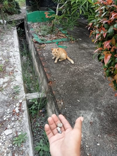An orange cat sits on a concrete pathway near a drainage ditch in Kualu, Indonesia. The cat is looking at the camera with its mouth slightly open. In the foreground, a person's hand is holding a few small stones. The pathway is lined with a low green wall and surrounded by foliage.