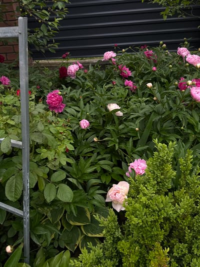 The image displays a dense garden located in Susly, Ukraine, primarily featuring a variety of flowering plants and foliage. Numerous peony bushes are prominent, showcasing large, fully opened blossoms and unopened buds in shades ranging from deep fuchsia and vibrant pink to pale pink and creamy white. Interspersed among the peonies are various green plants, including compact bushy shrubs, broad-leafed foliage, and a plant with variegated green and light yellow-edged leaves in the lower left-center. Near the upper left, a branch with small green berries is visible above a section of a red brick wall. A weathered, light gray metal post extends vertically along the left side of the frame, exhibiting a visible fastener near its upper section. The background consists of a dark gray, horizontally corrugated metal fence or wall, positioned atop a narrow concrete base. The scene is uniformly illuminated by natural daylight, and no individuals or animals are present.