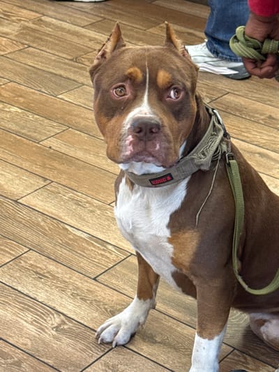 A brown and white pit bull dog with cropped ears sits on a wooden floor. The dog is wearing a distressed grey collar with a red KONG tag and a green leash. A person's legs, wearing blue jeans and a red shirt, are visible in the background, along with a white sneaker. The dog is looking directly at the camera. The scene appears to be indoors, possibly a home or a public space with a wooden floor. The location in Louisville, United States of America, is not discernible from the image.