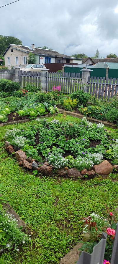 This is a full, eye-level, outdoor shot of a backyard garden in Лёзненскі сельскі Савет, Belarus. In the foreground, a circular flower bed is edged with rocks and filled with various green plants, small white flowers, and some purple blooms. The flower bed is surrounded by a well-maintained green lawn. In the mid-ground, a row of cabbages is visible, along with other garden plants and a grey wooden fence. In the background, a house with a light-colored brick facade and a dark roof is partially visible, along with a light-colored car parked in front of it. The sky is overcast with clouds.