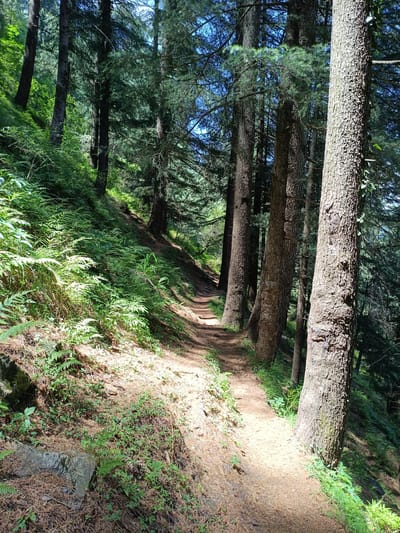 The image depicts a sun-dappled forest path winding through a dense pine forest. Tall, rough-barked pine trees dominate the scene, their trunks creating a sense of depth and scale. The path itself is covered in a light brown, sandy soil mixed with fallen pine needles, suggesting it is a well-trodden trail. Lush green ferns and undergrowth line the left side of the path, some of which are illuminated by shafts of sunlight filtering through the canopy. The overall environment is natural and serene, characteristic of a mountain forest. The image does not contain any people or specific landmarks that would indicate a particular location within Sarsai, India. The lighting suggests it is daytime, likely late morning or early afternoon, given the angle of the sun.