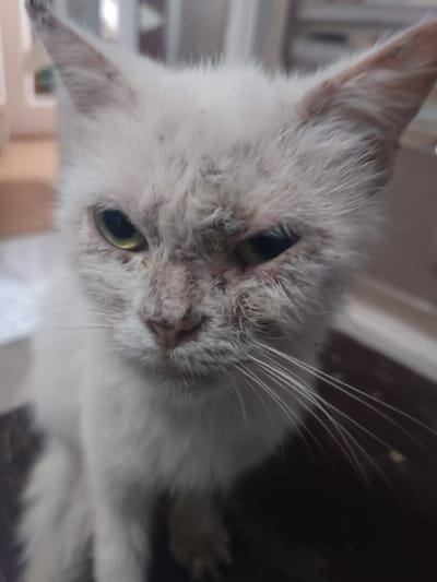 The image displays a close-up, head-and-shoulders portrait of a single feline subject, identified as a cat, likely within an indoor setting. The cat possesses predominantly white or very light-colored fur that appears matted, unkempt, and possibly sparse around the face. Numerous dark specks, indicative of dirt, debris, or skin conditions, are visible on its fur, particularly around the ears, nose, and eyes. Both ears are pointed. The cat's eyes have yellowish-green irises; the left eye (viewer's right) is open, while the right eye (viewer's left) appears partially closed or squinted. Evidence of ocular discharge or crusting is present around both eyelids. Its nose is pinkish and also shows some dark discoloration. Long, white whiskers extend from both sides of its muzzle. The cat's expression is direct, appearing somewhat intense or unwell as it gazes toward the viewer. The background is extremely out of focus, showing indistinct light-colored shapes against a darker area, consistent with an interior environment. The lighting is frontal, highlighting the cat's face. The image provides no visual evidence to confirm its location within the city of Ouderkerk aan de Amstel, Netherlands.