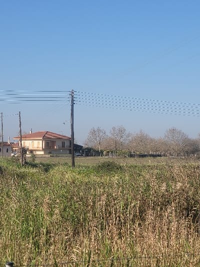 The image depicts an outdoor scene in Andravida, Greece, under a clear, bright blue sky. The foreground features a dense field of tall, dry and green reeds or grass, with a thin, dark horizontal line, possibly a fence wire, at the extreme bottom. In the mid-ground, two dark wooden utility poles stand vertically, one centrally located and another partially visible to the left. Multiple horizontal power lines, some displaying a dashed visual artifact, are strung between these poles. Behind the vegetation, a two-story residential building with light-colored walls, a red-tiled hip roof, and a prominent upper-level balcony is visible. To its left, another building is partially seen. Further back, a row of leafless deciduous trees, indicative of late autumn or winter, spans horizontally. Beyond these structures, a light-colored surface, possibly a road or paved area, contains at least two white vehicles. No individuals are discernible within the frame.