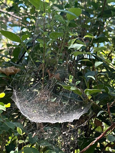 A dense, intricate spiderweb is suspended between branches of a leafy green bush in what appears to be an outdoor environment. The web is large and semi-transparent, catching the light and revealing its complex structure of silk threads. Scattered debris, possibly small insects or plant matter, is visible within the web. The background consists of more foliage and dappled sunlight filtering through the leaves, suggesting a natural setting within the city of Al-Eizariya, Palestinian Territories. No people or animals are visible in the frame.