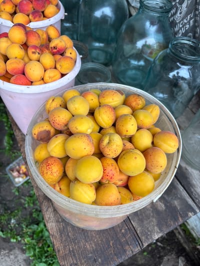 In Tikhovodnoye, Russia, a rustic outdoor scene unfolds, featuring two large plastic buckets overflowing with ripe apricots, their surfaces a vibrant mix of yellow and red hues, some dotted with characteristic red speckles. The buckets are placed on a weathered wooden surface, suggesting an outdoor setting, possibly a garden or a rural yard. In the background, several large glass jars, some tinted blue, are visible, hinting at a potential preservation or canning activity. The ground around the wooden surface is covered with sparse green foliage, indicating an unmanicured, natural environment. There are no people visible in the frame, and the focus is entirely on the harvested apricots and the surrounding elements. The overall impression is one of abundance and preparation for preserving the season's harvest.