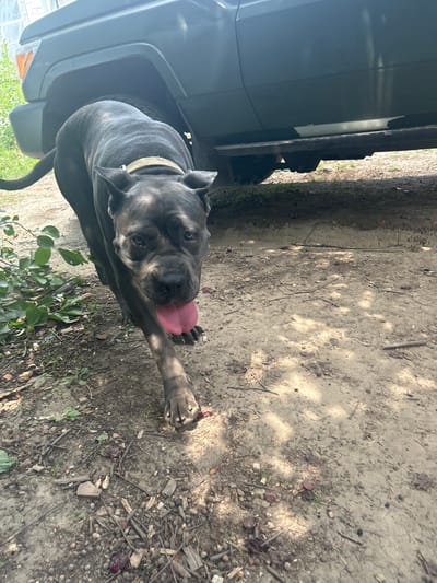 A dark-colored dog with a lighter collar is walking towards the camera in an outdoor, unpaved area. The dog is panting with its tongue out. Behind the dog, a portion of a dark-colored vehicle is visible. The ground is sandy with scattered debris, including small branches and what appear to be dark red berries or fruit. Green foliage is present to the left of the dog. The scene is outdoors, under natural light, with dappled shadows suggesting the presence of overhead foliage or structures.