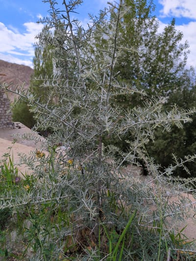 A medium shot captures a thorny shrub with silvery-green, needle-like leaves and branches, situated in the foreground. Behind the shrub, a larger, darker green tree is visible, and further in the background, a barren, rocky hillside under a partly cloudy blue sky. To the left of the frame, a stone wall suggests a constructed area. The environment appears arid and mountainous. The image is an outdoor shot taken during the day.