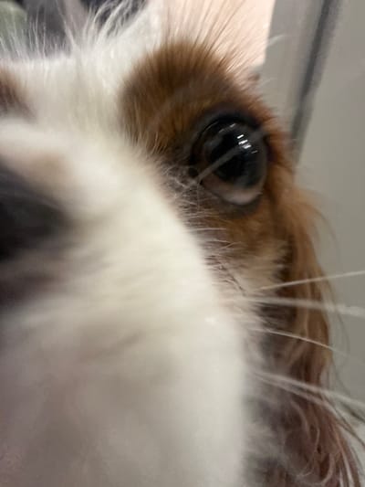 A close-up shot focuses on the eye and muzzle of a Cavalier King Charles Spaniel. The dog's eye is brown and reflective. The fur around the eye is a mix of brown and white. The muzzle is predominantly white with some brown hairs intermixed. The background is out of focus, with a blurry gray and white ceiling visible. There is no information to associate this image with the city of Молодёжный, Russia.