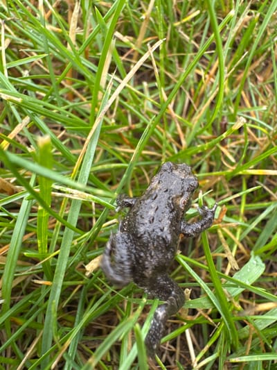 A close-up, overhead shot shows a small, dark-colored frog partially submerged in green grass. The frog, covered in water droplets, is positioned in the center of the frame, with its head facing towards the top right. Its body is elongated, and its limbs are spread out, suggesting it may be moving or resting. The grass is a mixture of vibrant green and dry, brown blades, creating a textured background. The lighting is overcast, casting a soft glow on the scene. The environment appears to be a natural outdoor setting, potentially a park or a garden, in the city of Мичуринское, Russia.