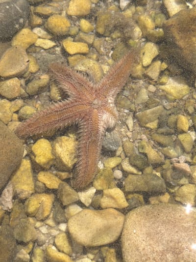 A single, reddish-brown starfish rests on a bed of submerged stones of varying sizes and colors, ranging from yellow and green to gray and brown. The water is clear, allowing the details of the starfish's spiny texture and the rough surfaces of the stones to be visible. The starfish is positioned in the center of the frame, with its arms spread out. The environment appears to be a shallow, rocky area, consistent with the coastal waters of Banići, Croatia. There are no people or other animals visible in the image.