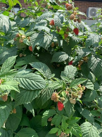 A close-up, eye-level, medium shot shows a raspberry bush with ripe red raspberries and unripe pale pink ones. The leaves are a vibrant green with visible veins. In the background, a brick wall and a window are partially visible, suggesting an outdoor setting in a city environment such as Stolbische, Russia. An air conditioning unit is mounted on the brick wall. The lighting suggests a sunny day.