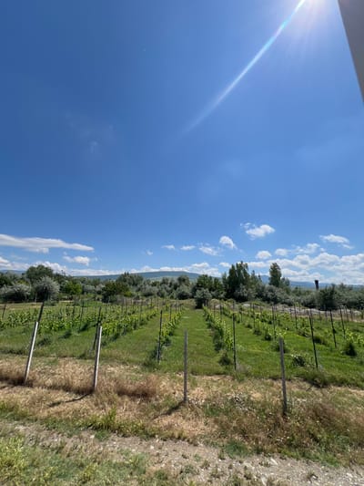 A vineyard in Uplistsikhe, Georgia, is captured on a bright, sunny day. The image showcases neat rows of young grapevines, supported by wooden stakes and wires, stretching into the distance. Lush green grass covers the ground between the rows, with patches of dry, yellow grass in the foreground. A line of trees, predominantly olive trees with their characteristic silvery-green foliage, forms a backdrop to the vineyard. In the far distance, rolling hills under a vast, clear blue sky dotted with fluffy white clouds complete the serene landscape. The sun is shining brightly, casting a strong glare and visible rays in the upper right portion of the image. There are no people or animals visible in the scene.