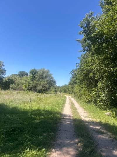 A sunlit dirt road bisects a landscape of green vegetation and trees under a clear blue sky. The location is not specified.