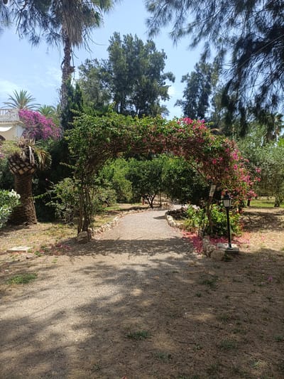 This media file captures a serene outdoor scene, likely in a garden or park setting in Almardà, Spain. The main subject is a floral archway, heavily adorned with vibrant pink and magenta bougainvillea, forming a natural canopy over a gravel path. The path curves gently, leading the viewer's eye into the depths of the garden.
To the left of the archway, a mature palm tree stands prominently, its trunk textured and weathered, with fallen fronds scattered around its base. In the background, a mix of lush green trees and foliage creates a dense, verdant backdrop. A hint of a building with white ornate railing is visible on the far left, suggesting it might be a villa or a part of a larger estate.
A traditional black lamppost with a glass enclosure stands beside the archway, adding a touch of rustic charm. The ground is covered with gravel and dry grass, with scattered pink petals from the bougainvillea adding a delicate touch of color.
The time of day appears to be late morning or early afternoon, indicated by the bright, clear sky and the dappled shadows cast by the trees on the path, suggesting sunshine. The weather seems to be warm and pleasant, ideal for an outdoor excursion. No people are visible in the frame, contributing to the tranquil and peaceful atmosphere of the scene. There is a small sign attached to the archway, but the text is illegible. The overall impression is one of natural beauty and calm.