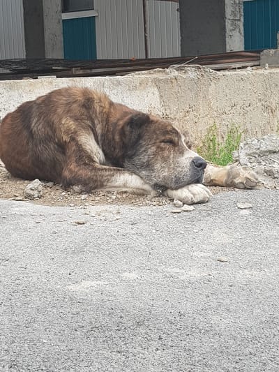 A large, brindle-colored dog is sleeping curled up on a gravelly surface in front of a concrete wall. The dog's fur is a mix of brown and tan, with lighter patches around its face and paws. Its eyes are closed, and its head is resting on its paws. The concrete wall behind the dog appears weathered and has some green vegetation growing near its base. In the background, there is a building with vertical siding and a blue door. The foreground is a rough asphalt surface. The scene appears to be outdoors, likely in an urban or semi-urban environment. Based on the provided context, this scene is located in Бұлақты, Kazakhstan.