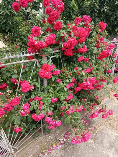 A cluster of bright pink roses cascades over a weathered metal fence in Dragoman, Bulgaria. The roses are in full bloom, with many clustered together in dense bunches, while others hang individually. Their petals are a vibrant shade of fuchsia. The fence, made of simple metal bars and posts, shows signs of age with some rust and a slight greenish patina. Behind the roses and fence, lush green foliage forms a dense backdrop, hinting at a garden or overgrown area. A concrete path or ground runs alongside the fence, with some dry grass and fallen rose petals scattered on it. The overall impression is one of vibrant nature reclaiming or adorning a man-made structure.